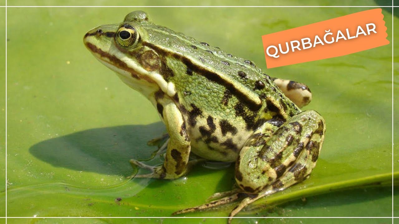 QURBAĞALAR HAQQINDA BİLMƏDİKLƏRİNİZ