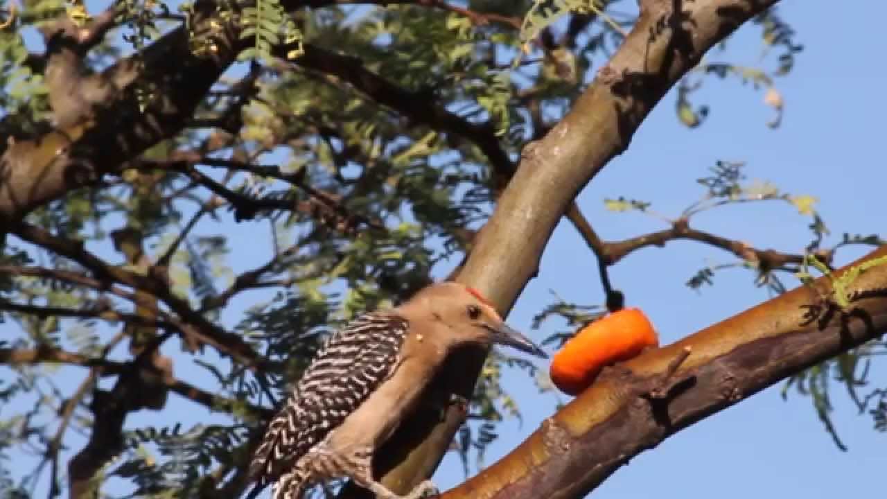 Southeast Arizona Birds - Relaxing