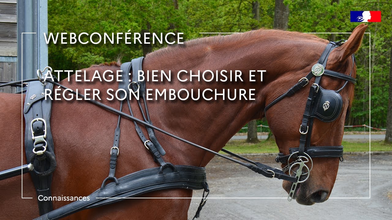 Attelage : bien choisir et régler son embouchure - Fabrice Martin
