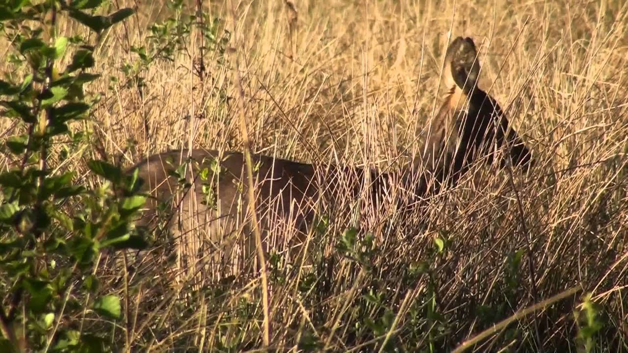 Calling in Roe Deer 2013