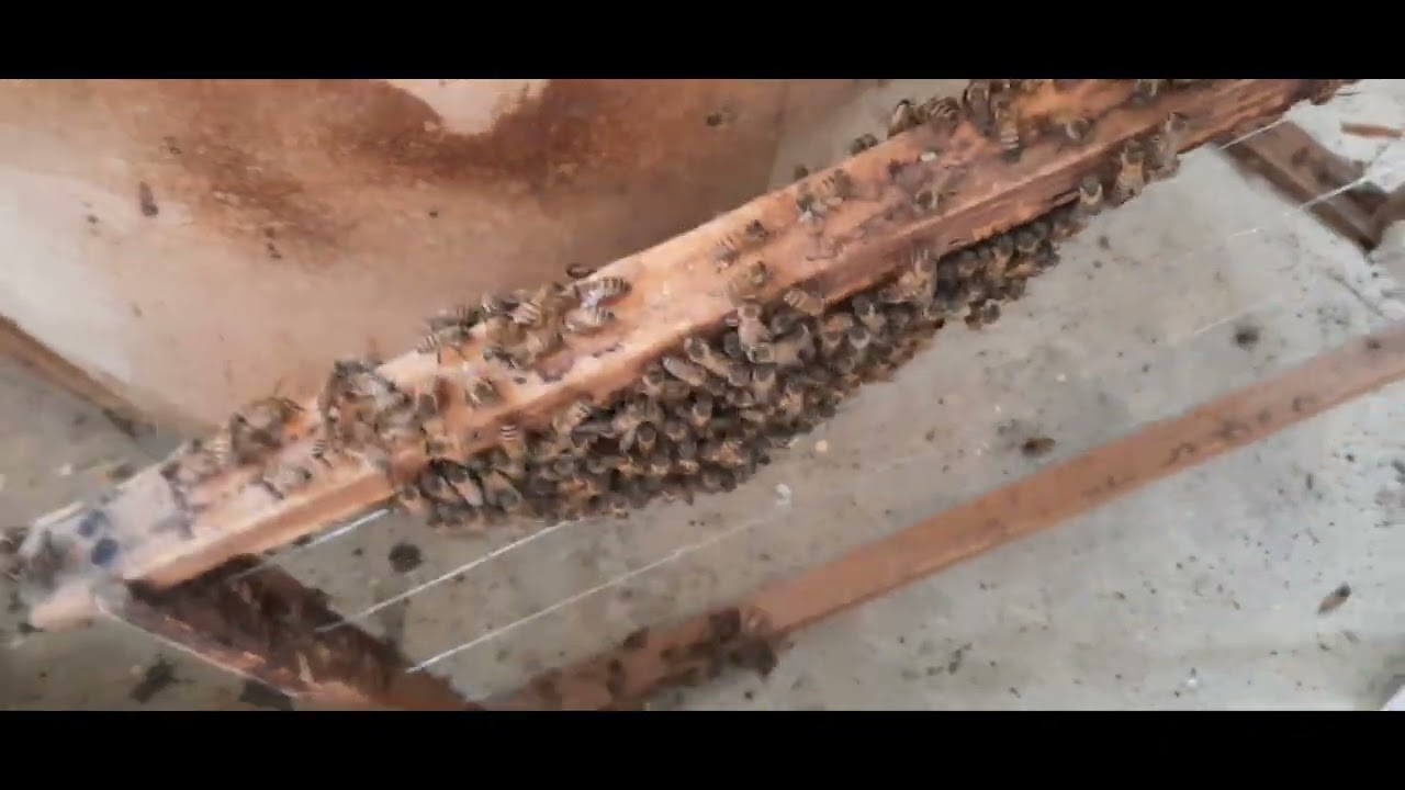 The Nectar Flow and the Africanized honey bee swarm.