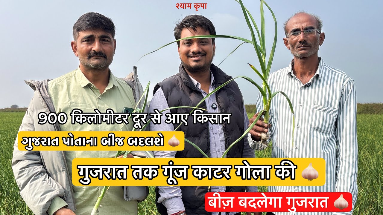 गुज़रात तक गूंज काटर गोला लहसुन की 🧄 | ગુજરાત પોતાના બીજ બદલશે 🧄 | बीज बदलेगा गुजरात 🧄| 9079959014