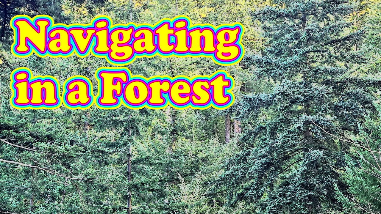 THIS is how to navigate in a forest &ndash; correctly