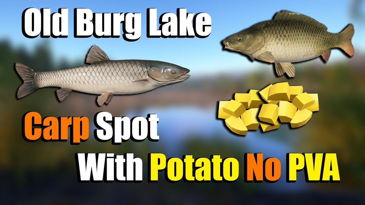 🎣Russian Fishing 4 RF4 - Old Burg Lake Carp Spot With Potato No PVA#224