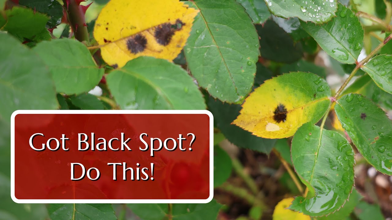 Black Spot on Roses: What Actually Works
