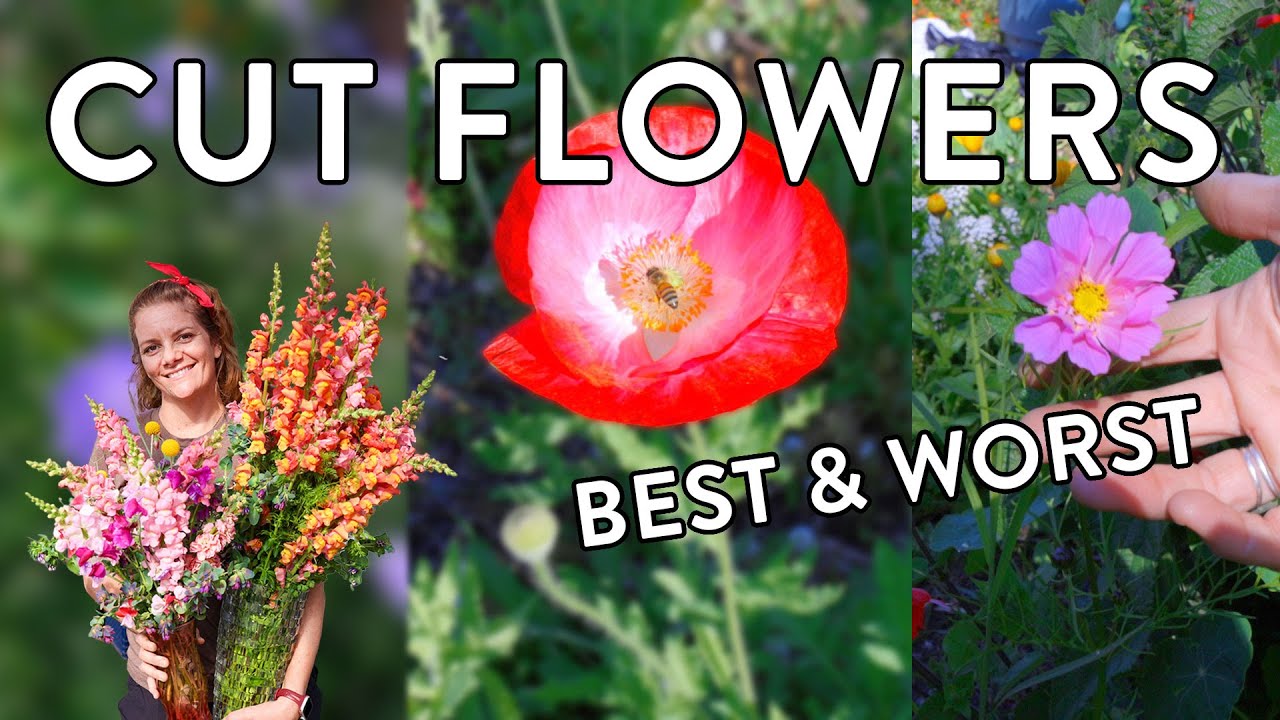 Ultimate Guide to Choosing Cut Flowers in Zones 9 & 10!
