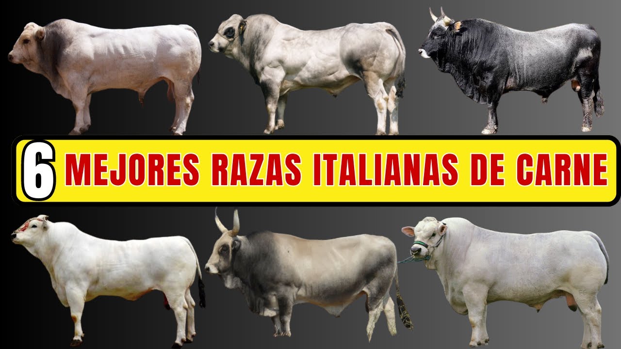 Las 6 mejores razas de ganado de carne desarrolladas en Italia.