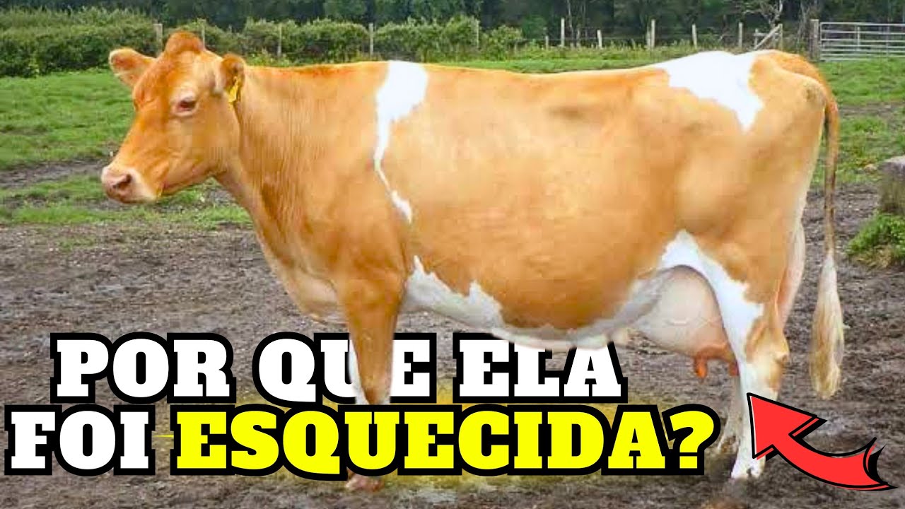 a JOIA PERDIDA da Pecuária Brasileira