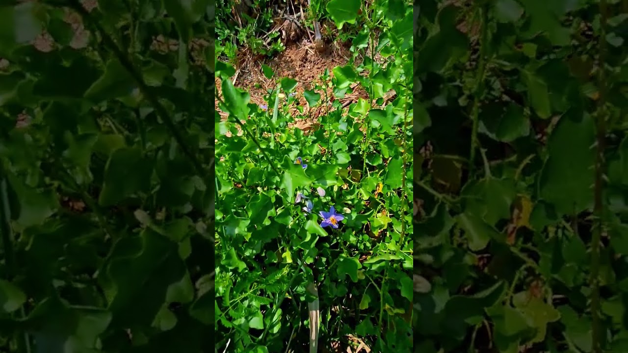 เห็นแบบนี้ก็มีความสุข#ธรรมชาติ #อีสานบ้านเฮา #nature 