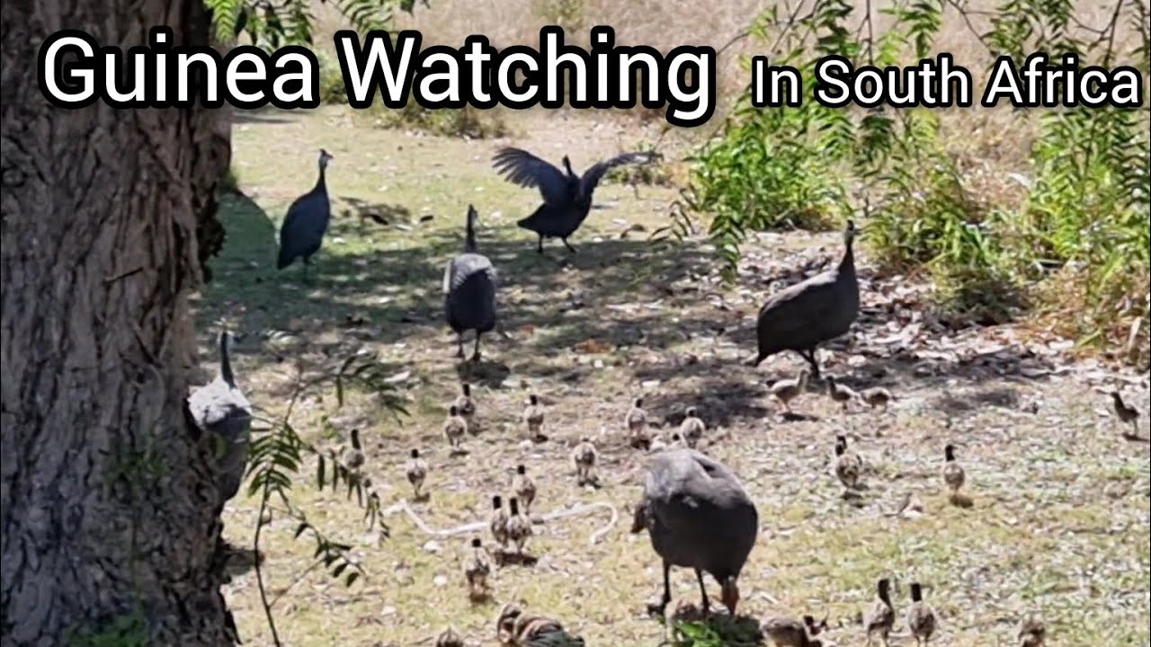 Guinea Fowl | One with a deformed beak | Egyptian Geese | Hawk