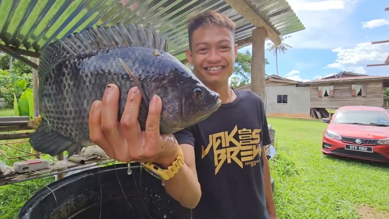 Minum Tumpung Pusas Talapia Tabal Masak Stim