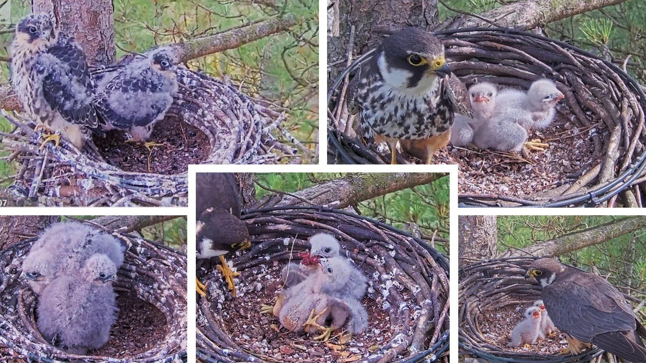 So. UK Hobby Falcons🪶 Remembering Sweet CT and her Wee Brother CV 🐥💔16 July - 15 August 2025