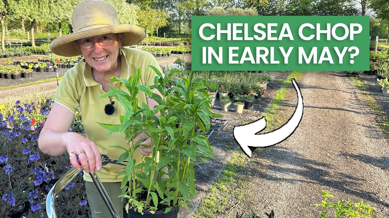Is It Time For Chelsea Chop Already?! + A Tour Of My Cottage Garden Plant Nursery in May