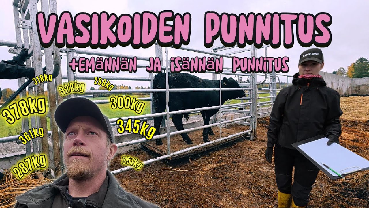 Vasikoiden punnitus