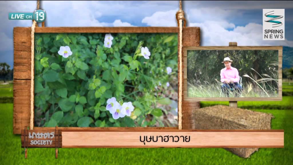 เกษตร Society 11/01/58 : ปลูกต้นไม้ให้ดี ต้องดีตั้งแต่เริ่ม