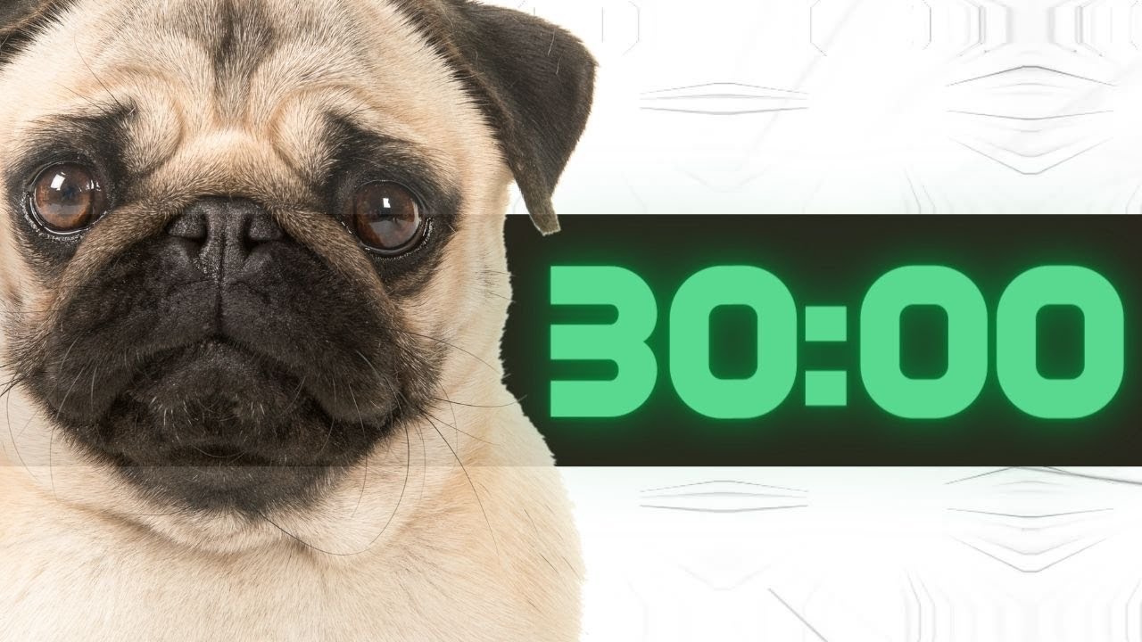 ✅ 30 minute dog bark alarm - stopwatch  / Alarme Latido de Cachorro