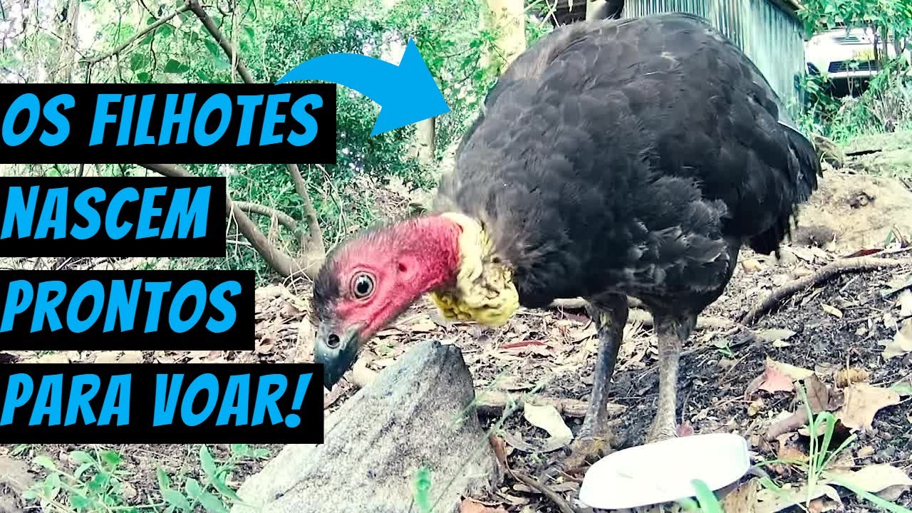 Peru Do Mato: Ave que n&atilde;o choca e filhotes nascem voand
