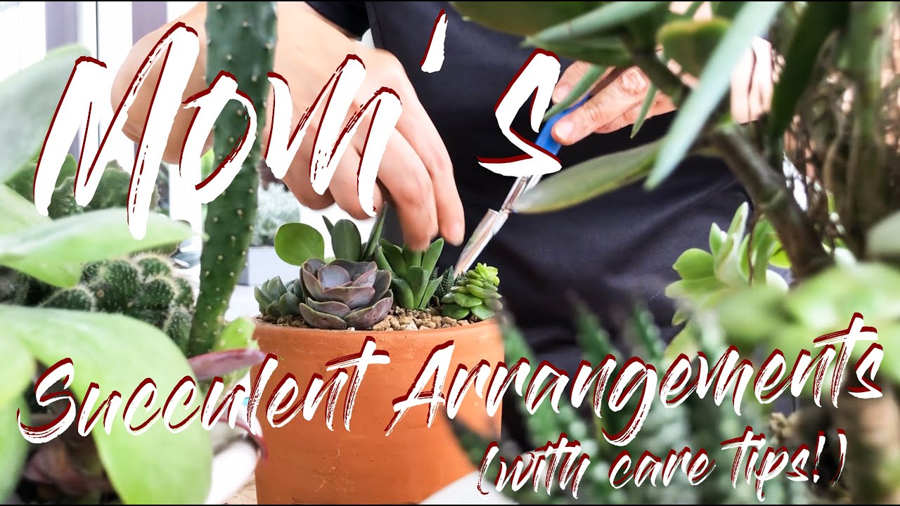 Mom's Succulent Arrangements (with care tips!)