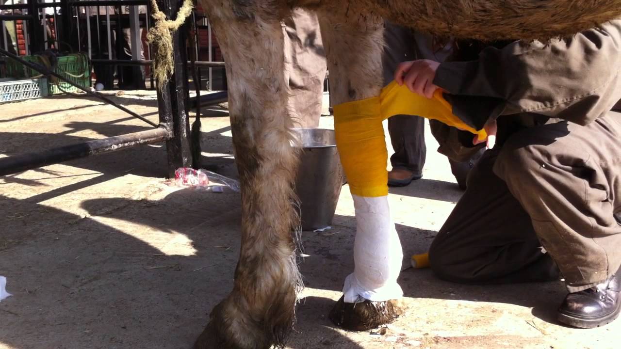 Inmovilización con Yeso Equinos parte 2