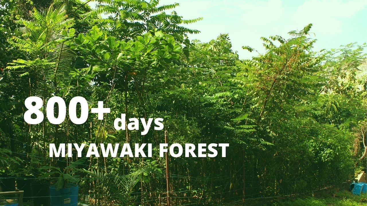 800 + days old Miyawaki forest| First Miyawaki Forest | Crowd Foresting |Stimulating Natural Forests