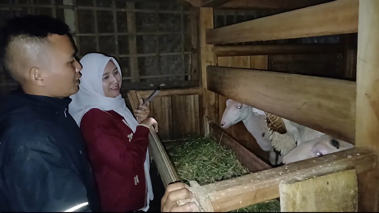 DARAAN UNTUK BELAJAR TERNAK DOGAR KE KARANGPAWITAN GARUT