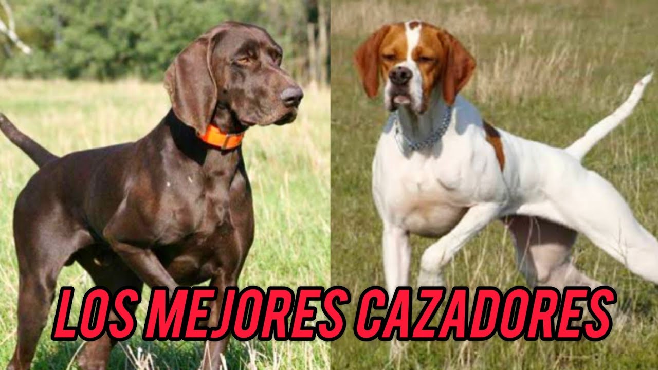Mejores Perros del Mundo para la Caza