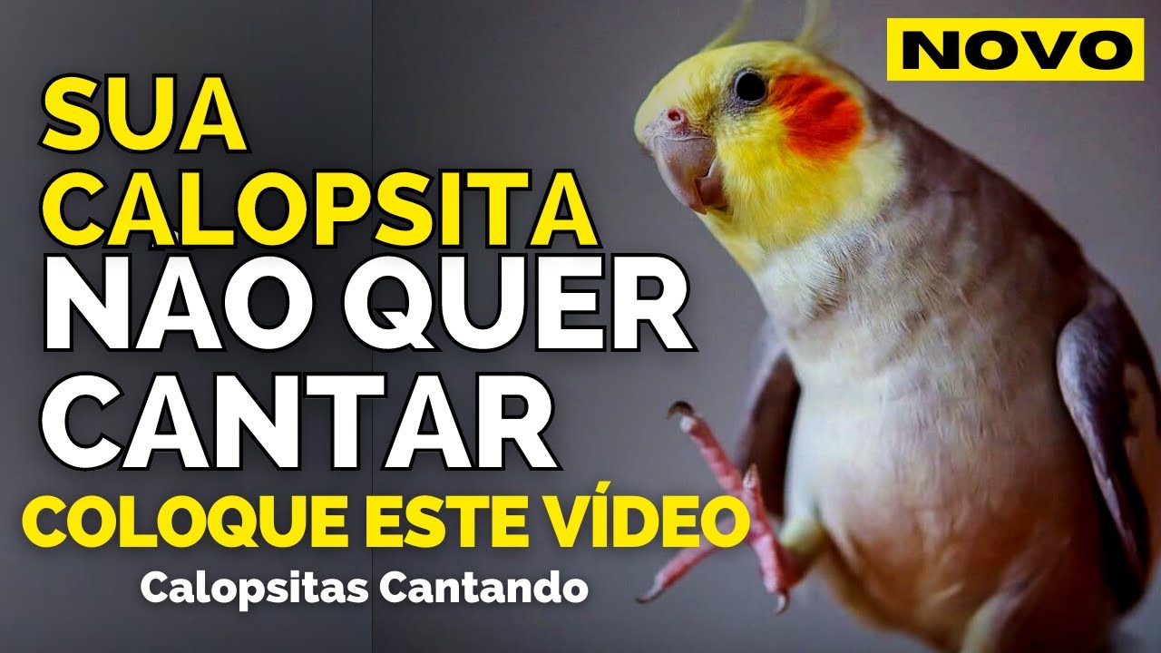 CALOPSITA CANTANDO Canto de calopsita para treinar SUA calopsitas Assobio de Calopsitas TESTADO