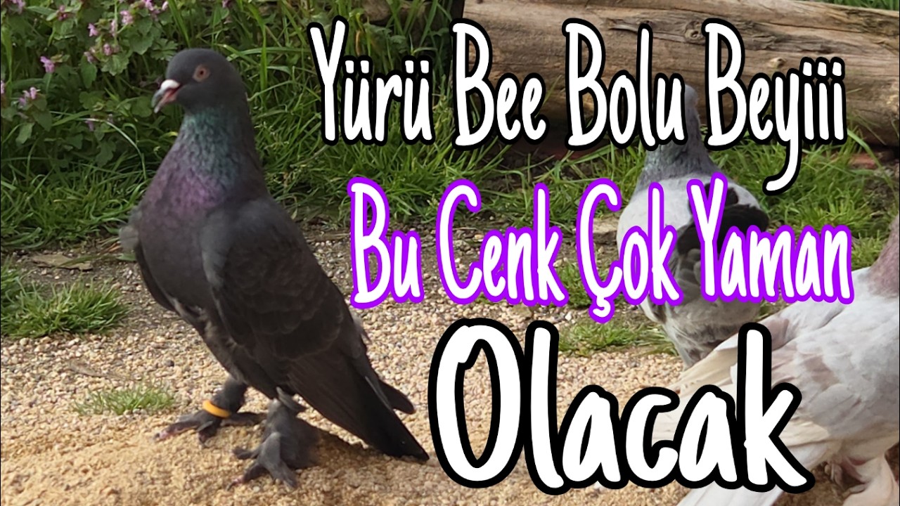 Yürü Bee Bolu Beyi, Bu Cenk Çok Yaman Olacak. Çılgın Kırat Havada