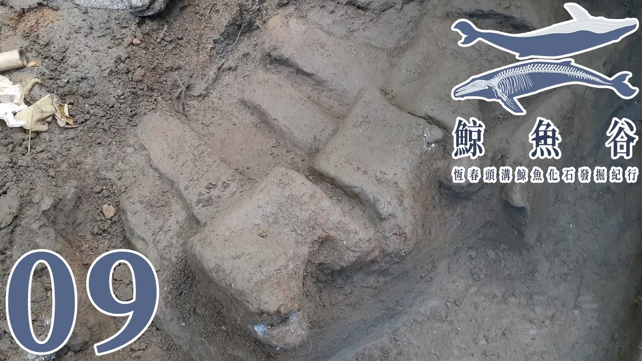 地下水大噴發!化石出土區慘遭淹沒!團隊遭遇未知困境!鯨魚骨骼旁發現的大量貝類化石說明了什麼故事?《鯨魚谷:恆春頭溝鯨魚化石發掘紀行》第二季EP. 9:原初之水 Nun |方塊酥
