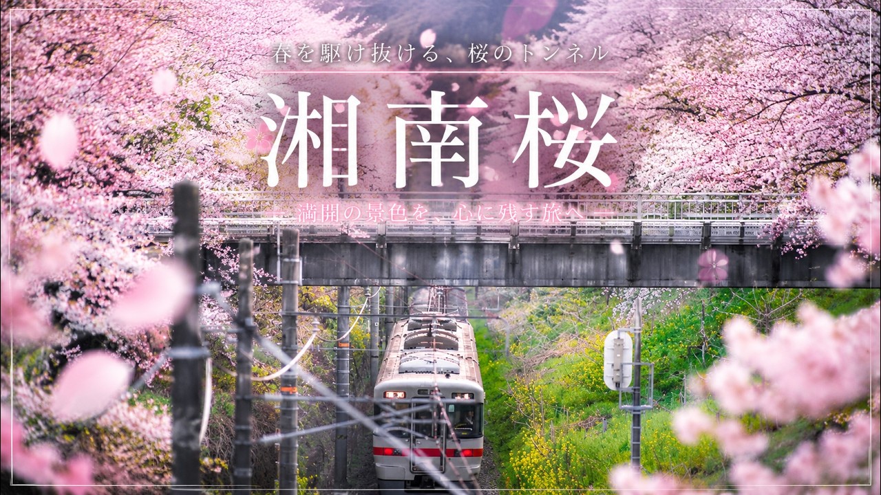 【湘南ぐらし】春の湘南桜巡りとバードウォッチング