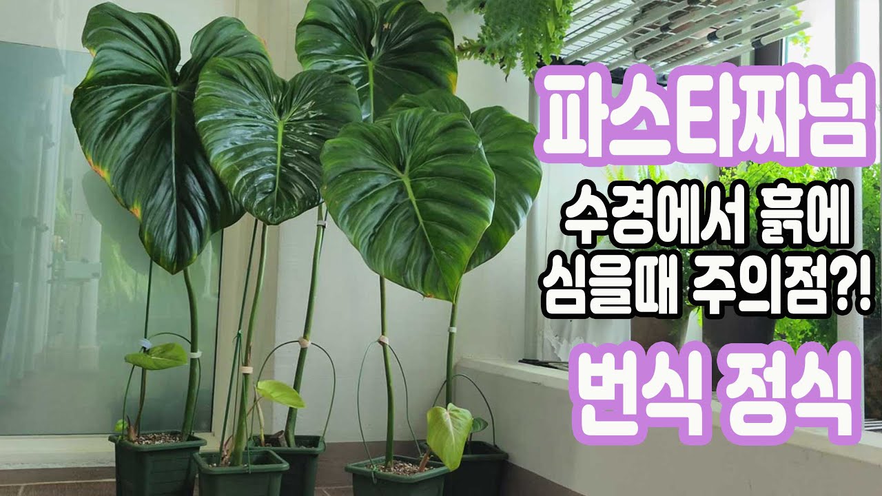 파스타짜넘 벌브 번식 100% 성공!이제는 흙에 심을 때, (반 수경에서 흙에 심을때 주의할 점은?)