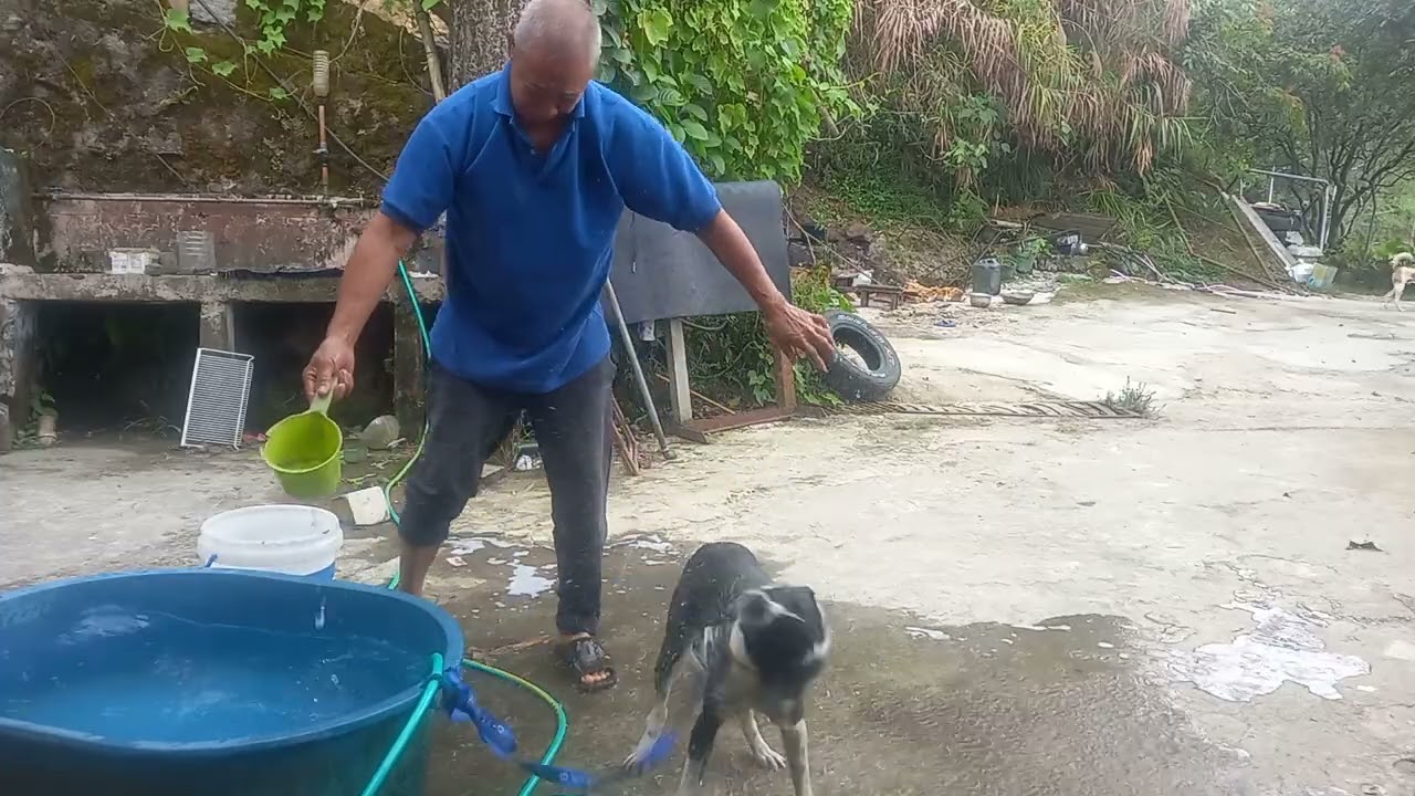 Naligo mga alaga@Ube farmer ti sablan