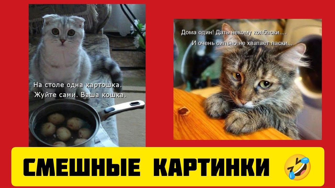На столе одна картошка🍟.Жуйте сами. Ваша кошка 🐱 смешные картинки и весёлая музыка 🤣