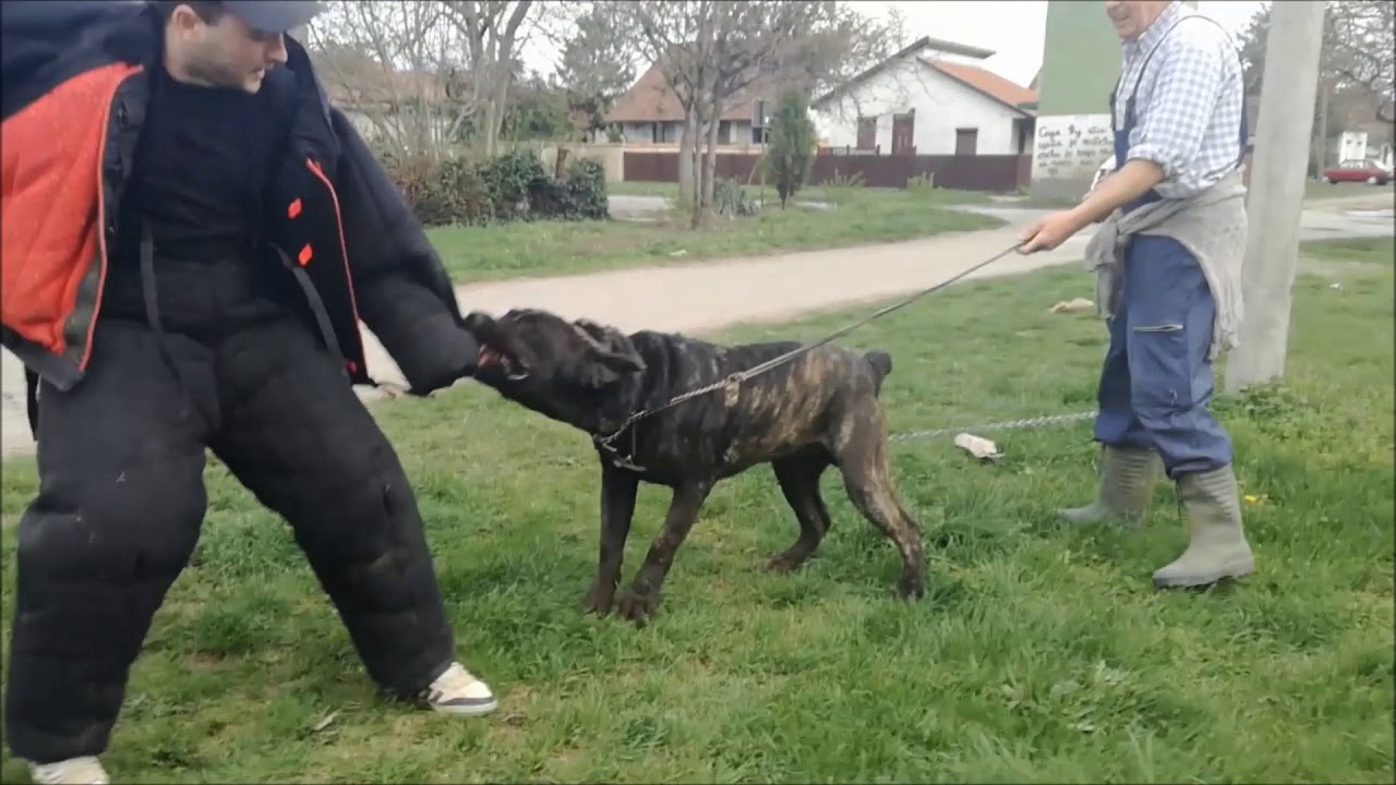 Serbian defense dog Gari firs time on bite suit.