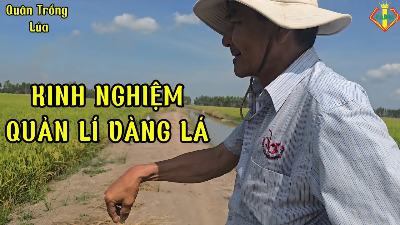 QUẢN LÍ VÀNG LÁ - HỰC LÁ CHÂN, DÀN LÚA BÔNG ĐÙM NĂNG SUẤT CỰC CAO#quytrìnhifarm #QuânTrồngLúa