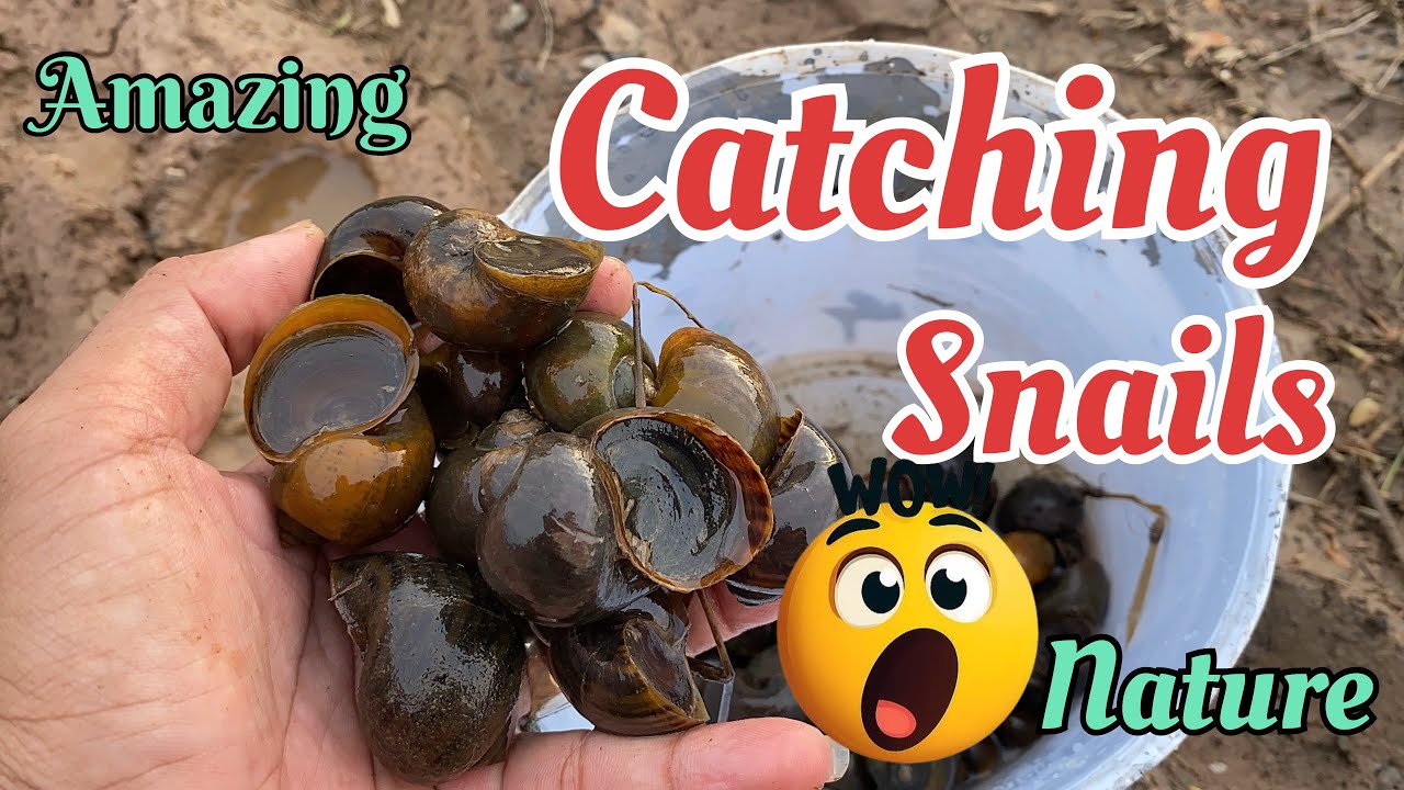 Catching Live Snails in the Mud When Water Dries Up 🐌💦 – Amazing Natural Hunt!