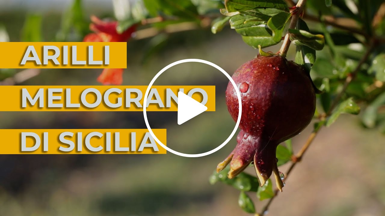 Arilli   Melograni di sicilia