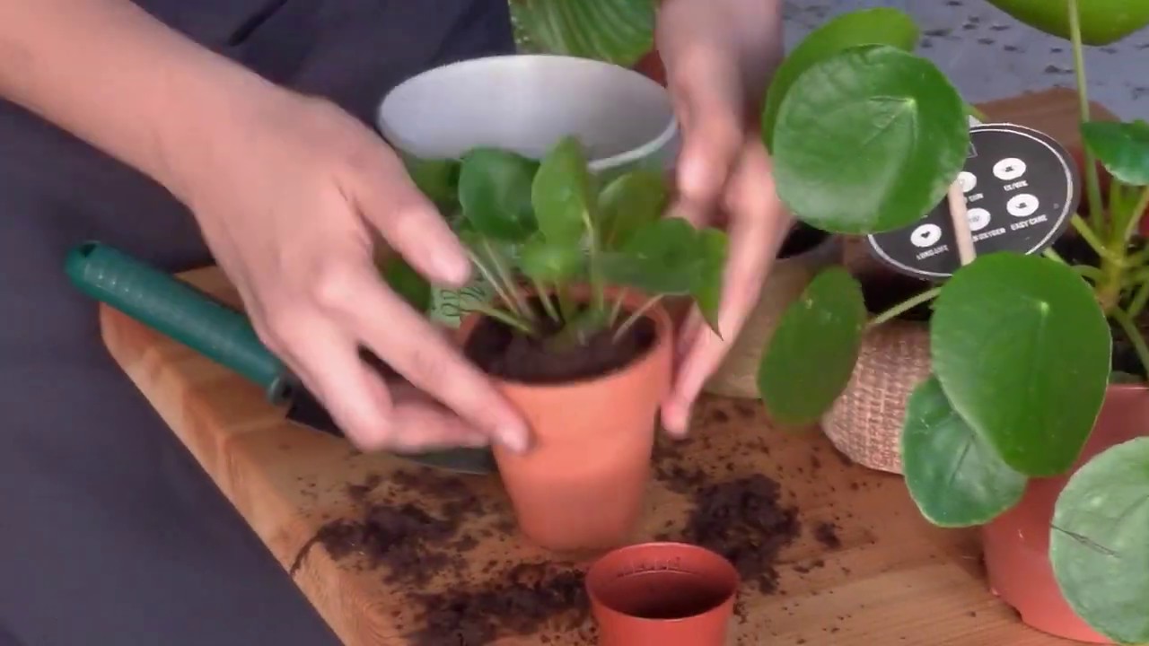 Pilea  Peperomioides Bakımı