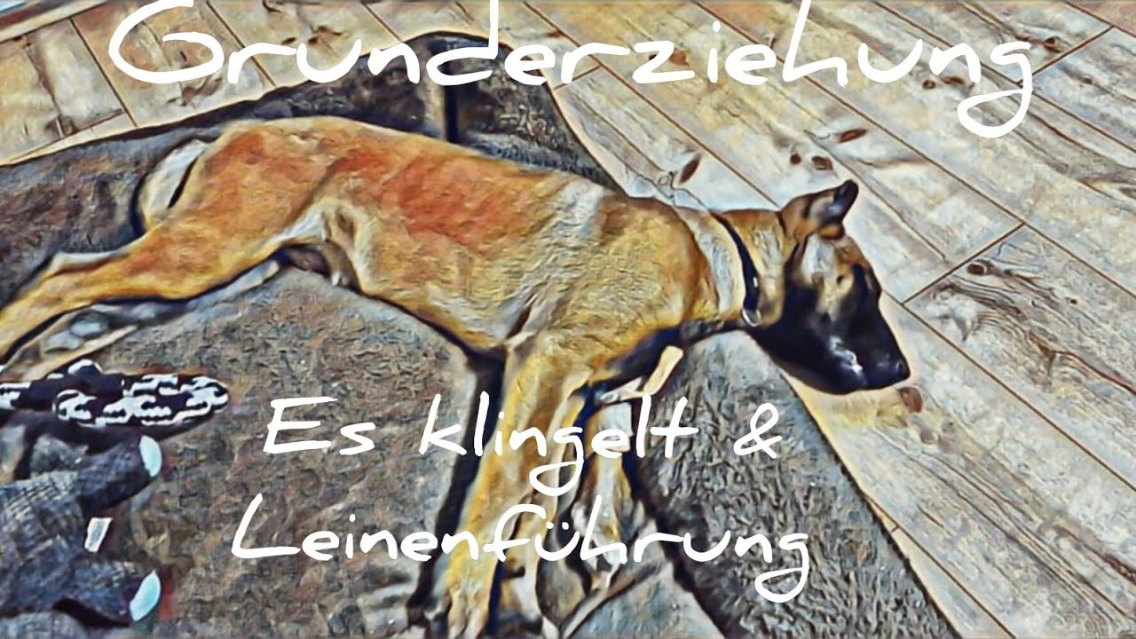 Grunderziehung: es klingelt & Leinenführung mit Malinois - Belgischer Schäferhund Zeus