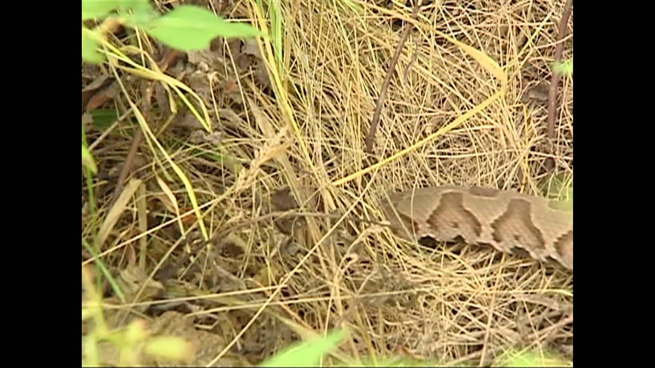 Snakes of Kentucky