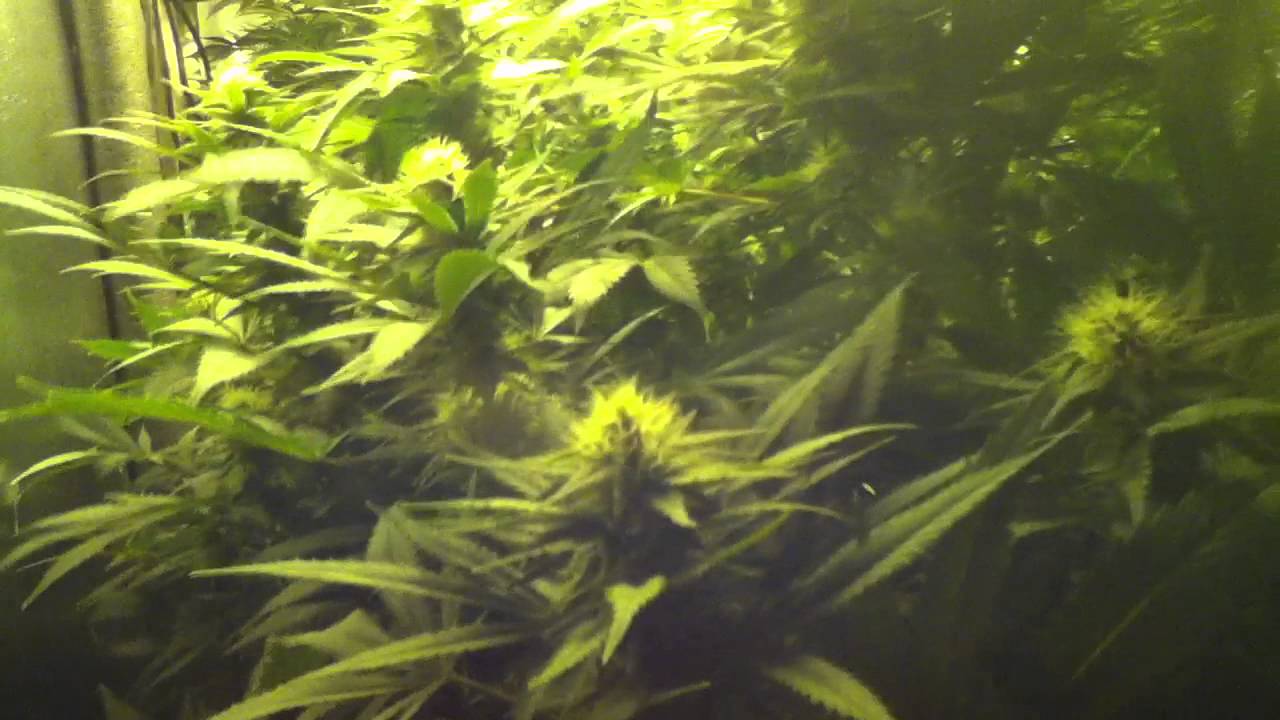 Flowering Gigabud Day 29