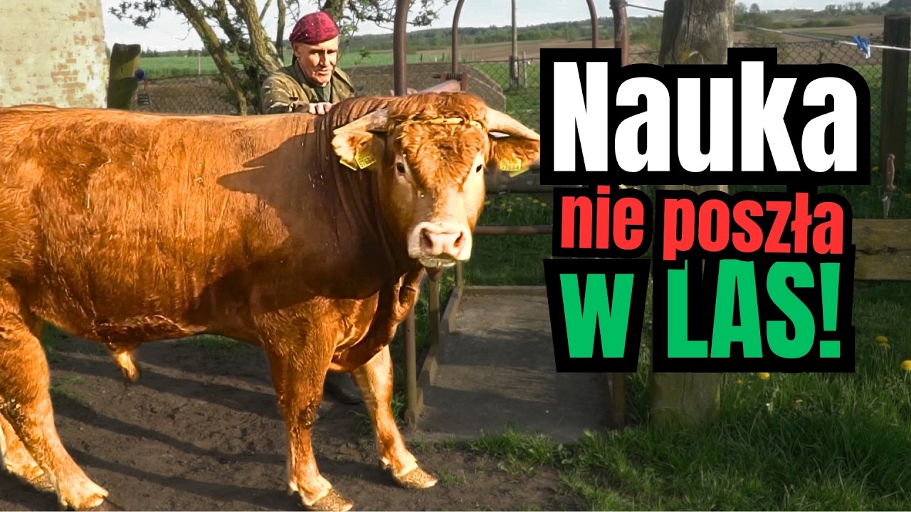 Jak prawidłowo WAPNOWAĆ ściany w oborze? Tak buduję RELACJĘ z nowym BYKIEM