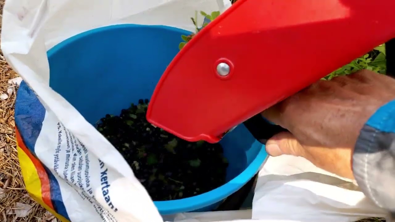 Mustikan poimiminen aloitettu.