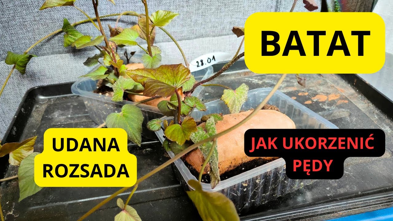ROZSADA BATATÓW Uprawa batatów Jak uzyskać sadzonki Kiedy sadzić bataty Instrukcja uprawy batatów