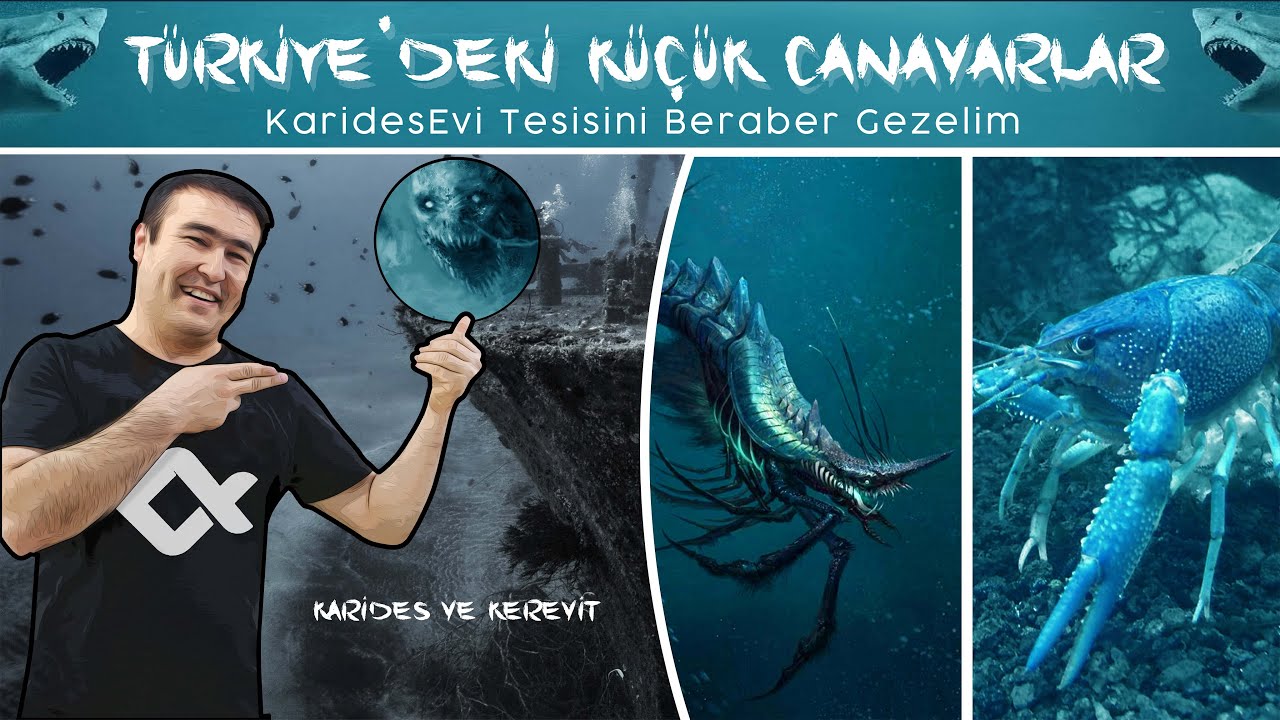 TÜRKİYE'DEKİ KÜÇÜK CANAVARLAR (KaridesEvi Tesisini Beraber Gezelim.) #AKVARYUM #CHALLENGER #TREND #1