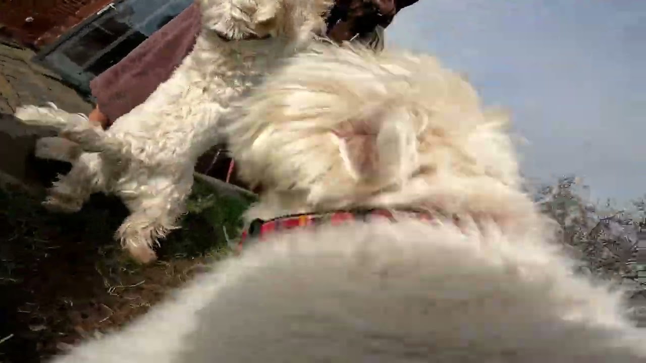 Maisie Dog On The Rampage..