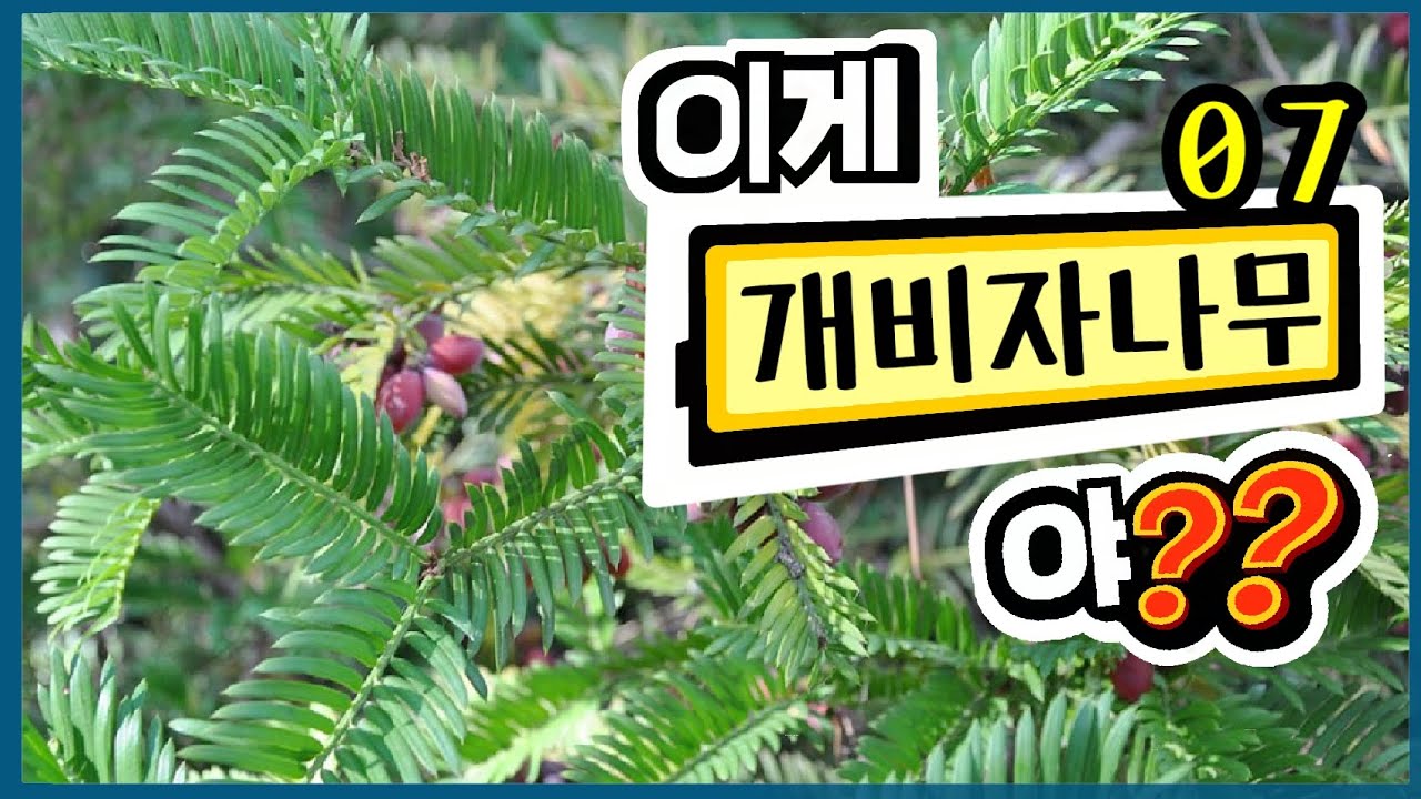 조경기능사_수목감별_07 개비자나무