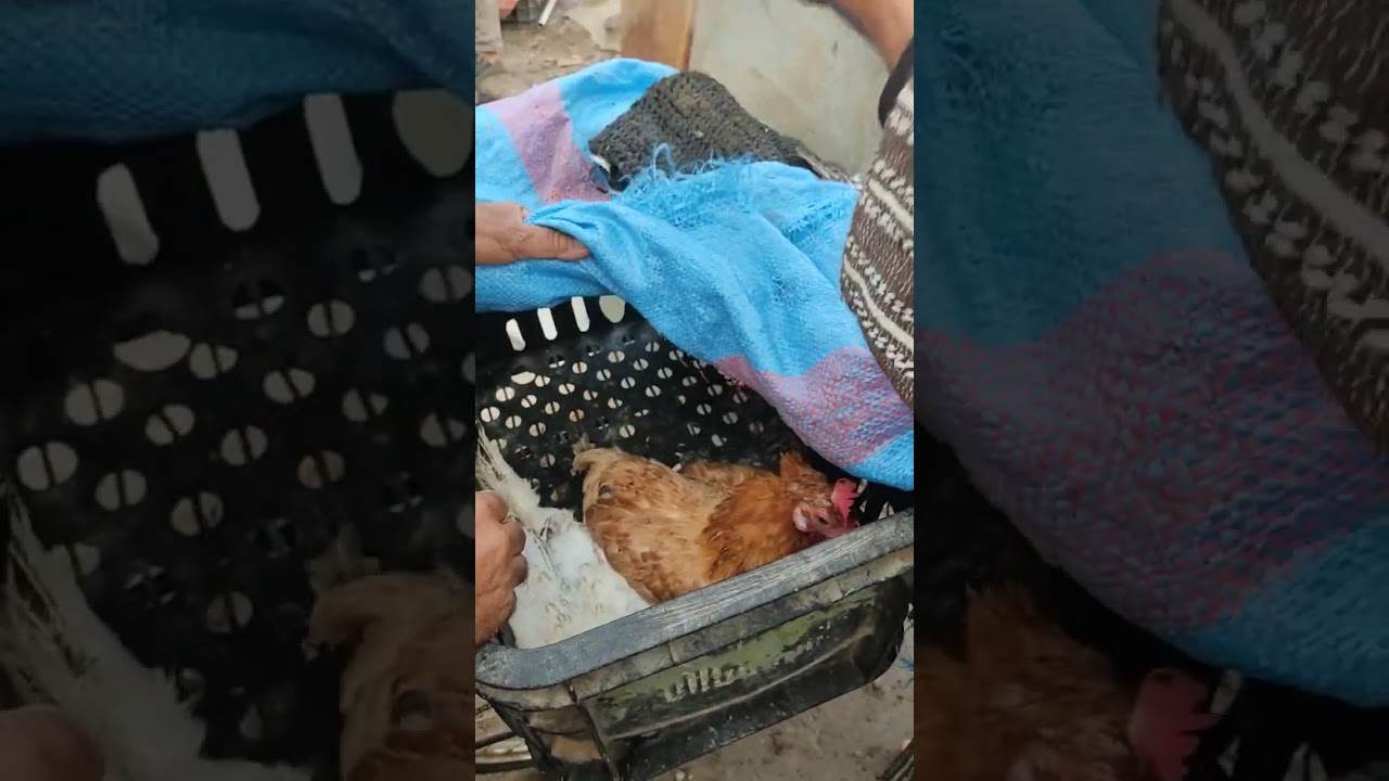 جولة بسوق سبت الگردان ومعرفة ثمن الدجاج