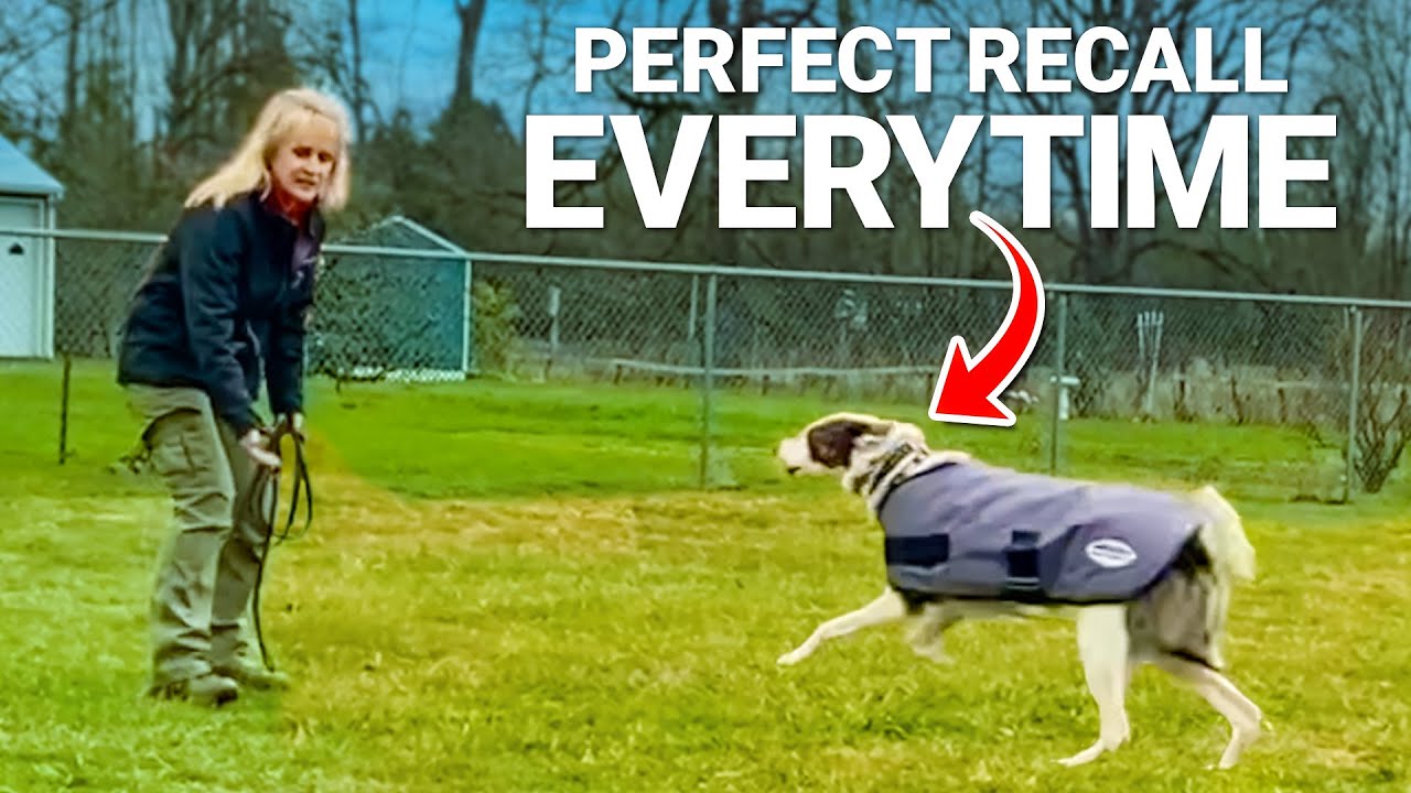 How to Teach PERFECT RECALL to Your Dog!