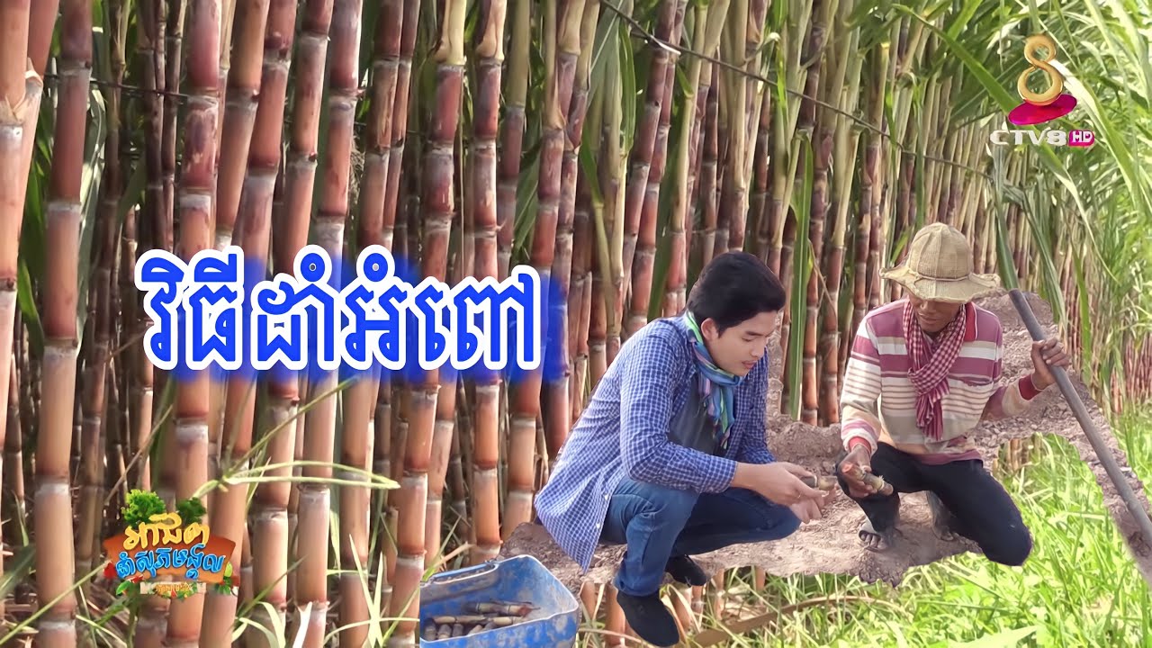 ២វិធី ក្នុងការដាំដំណាំអំពៅ